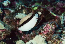 Bandit Angelfish. Big Island, Hawaii. by Jacques Miller 
